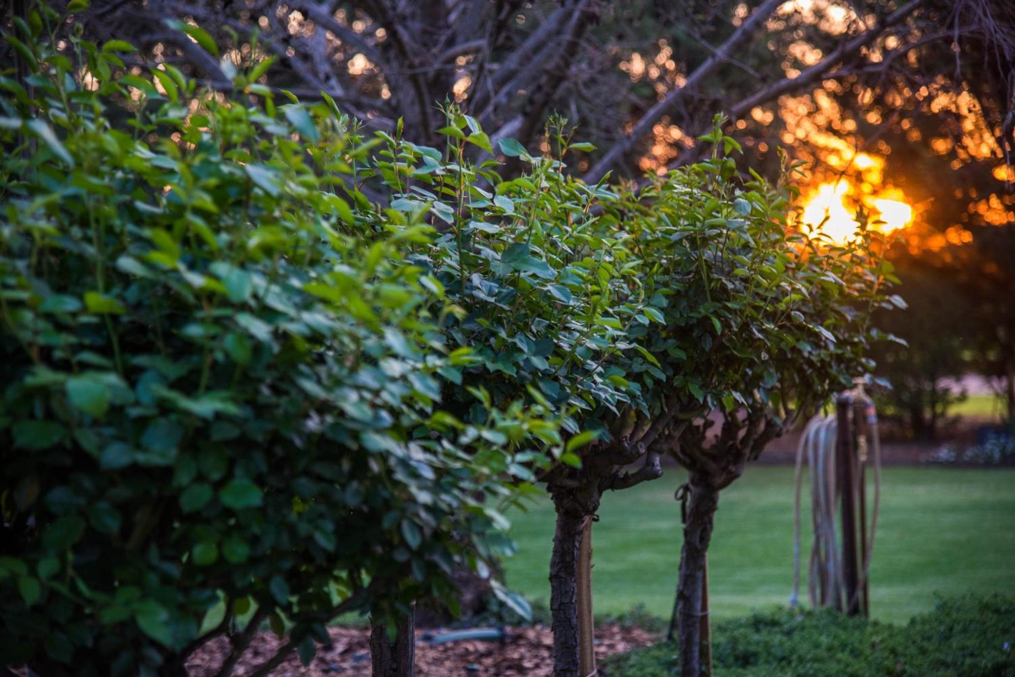 Jen'S Garden Pods Bed & Breakfast Griffith Exterior photo